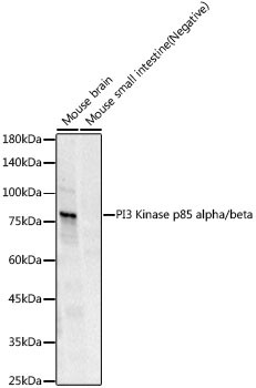 PI3K p85/p55 Antibody in Western Blot (WB)