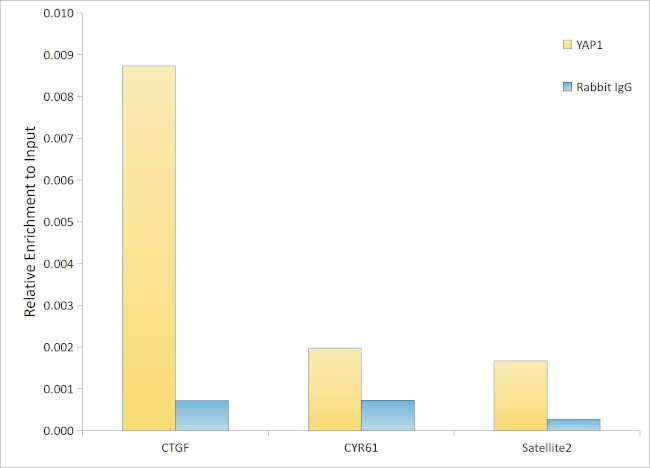 YAP1 Antibody in ChIP Assay (ChIP)