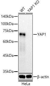 YAP1 Antibody in Western Blot (WB)