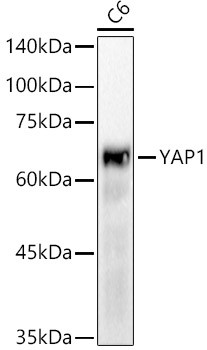 YAP1 Antibody in Western Blot (WB)