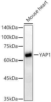 YAP1 Antibody in Western Blot (WB)