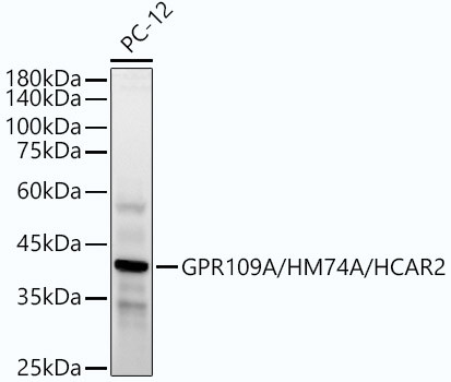 HCAR2 Antibody in Western Blot (WB)