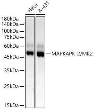 MAPKAPK2 Antibody in Western Blot (WB)