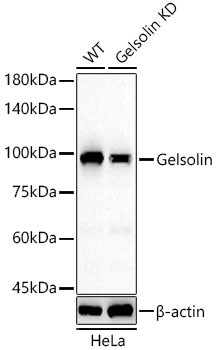 Gelsolin Antibody in Western Blot (WB)