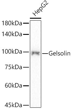 Gelsolin Antibody in Western Blot (WB)