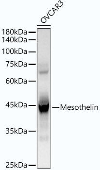 Mesothelin Antibody in Western Blot (WB)