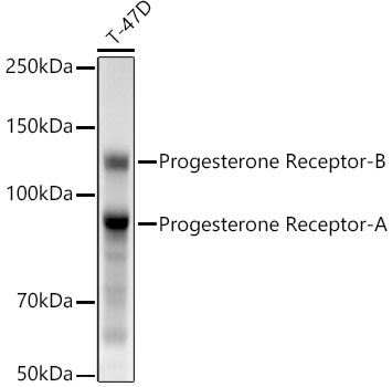 Progesterone Receptor Antibody in Western Blot (WB)