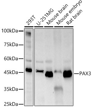 PAX3 Antibody in Western Blot (WB)