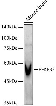 PFKFB3 Antibody in Western Blot (WB)