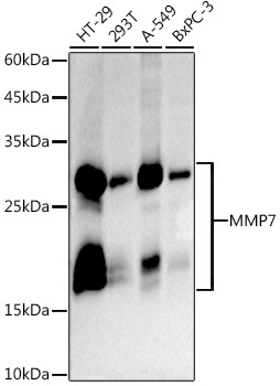 MMP7 Antibody in Western Blot (WB)