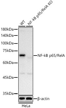 NFkB p65 Antibody in Western Blot (WB)