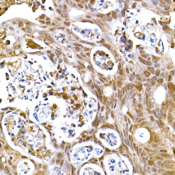 SOCS1 Antibody in Immunohistochemistry (Paraffin) (IHC (P))