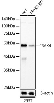 IRAK4 Antibody in Western Blot (WB)