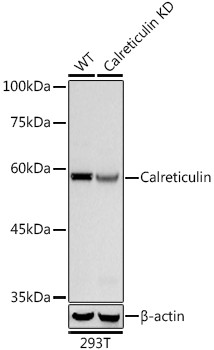 Calreticulin Antibody in Western Blot (WB)