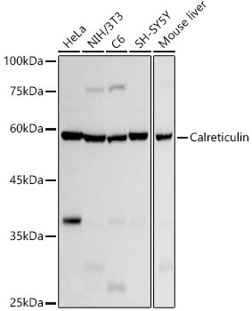 Calreticulin Antibody in Western Blot (WB)