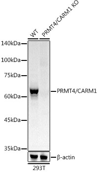 PRMT4 Antibody in Western Blot (WB)