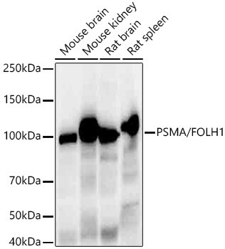 PSMA Antibody in Western Blot (WB)