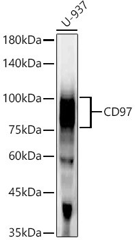 CD97 Antibody in Western Blot (WB)