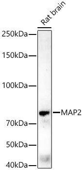 MAP2 Antibody in Western Blot (WB)