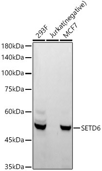 SETD6 Antibody in Western Blot (WB)