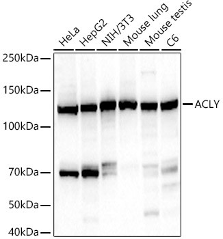 ATP Citrate Lyase Antibody in Western Blot (WB)