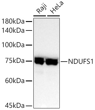 NDUFS1 Antibody in Western Blot (WB)