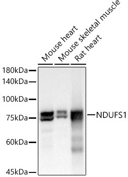 NDUFS1 Antibody in Western Blot (WB)