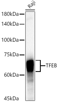 TFEB Antibody in Western Blot (WB)