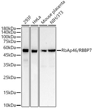 RbAp46 Antibody in Western Blot (WB)