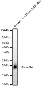 IL-4 Antibody in Western Blot (WB)