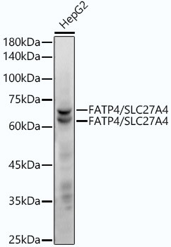 SLC27A4 Antibody in Western Blot (WB)