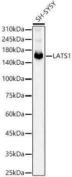 LATS1 Antibody in Western Blot (WB)