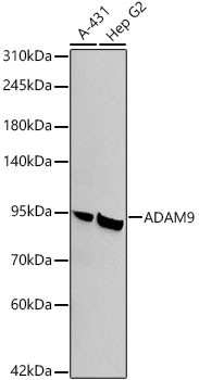 ADAM9 Antibody in Western Blot (WB)