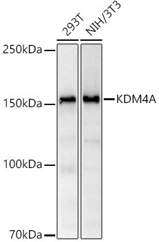 JMJD2A Antibody in Western Blot (WB)