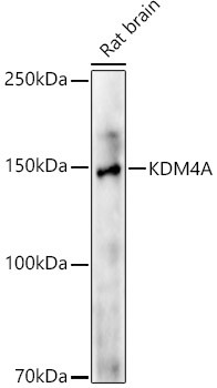 JMJD2A Antibody in Western Blot (WB)