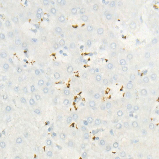 CD42b Antibody in Immunohistochemistry (Paraffin) (IHC (P))