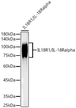 IL18R1 Antibody in Western Blot (WB)