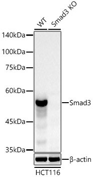 SMAD3 Antibody in Western Blot (WB)