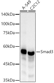 SMAD3 Antibody in Western Blot (WB)