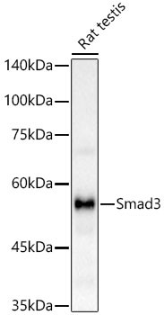 SMAD3 Antibody in Western Blot (WB)