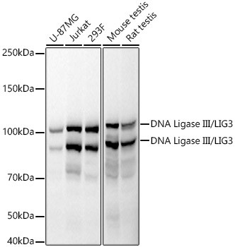 DNA Ligase III Antibody in Western Blot (WB)