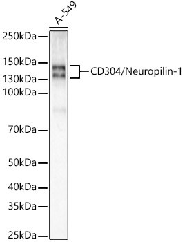Neuropilin 1 Antibody in Western Blot (WB)