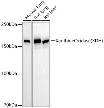 XDH Antibody in Western Blot (WB)