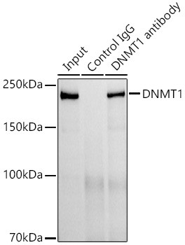 DNMT1 Antibody in Immunoprecipitation (IP)