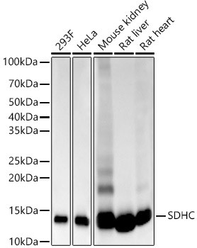 SDHC Antibody in Western Blot (WB)