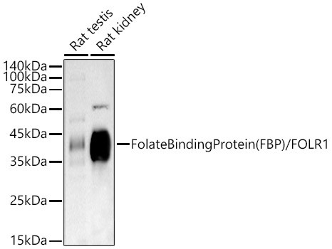 Folate Receptor alpha Antibody in Western Blot (WB)