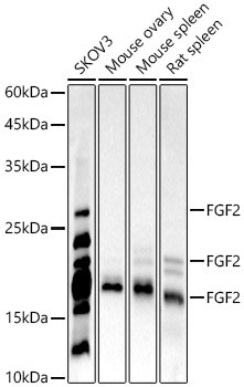 FGF2 Antibody in Western Blot (WB)