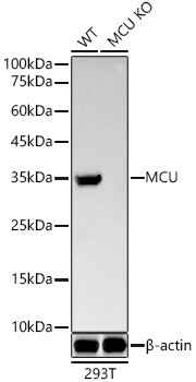 MCU Antibody in Western Blot (WB)