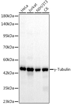 gamma Tubulin Antibody in Western Blot (WB)