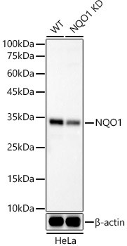 NQO1 Antibody in Western Blot (WB)